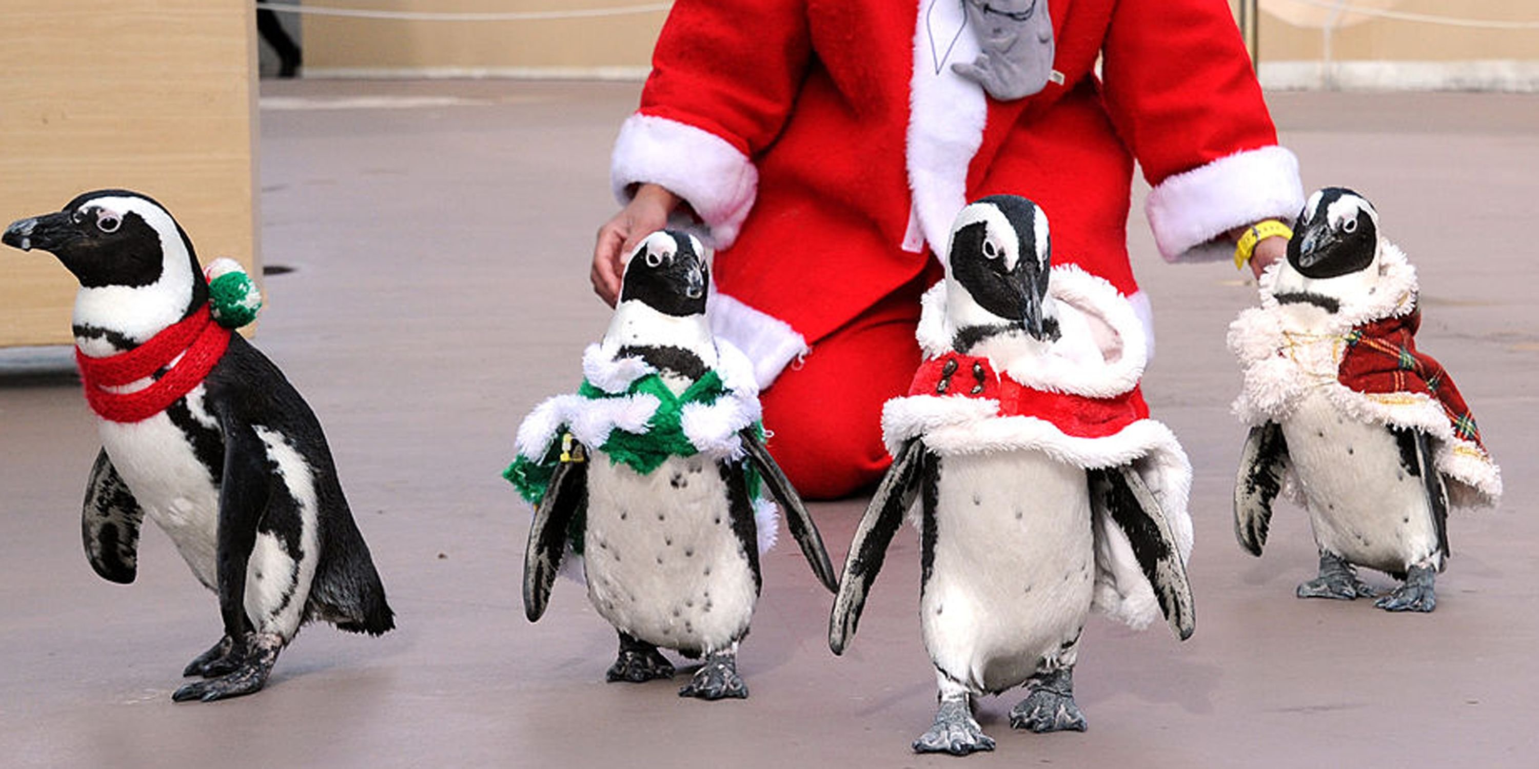 🐦 마쓰에 포겔 파크 이미지 10